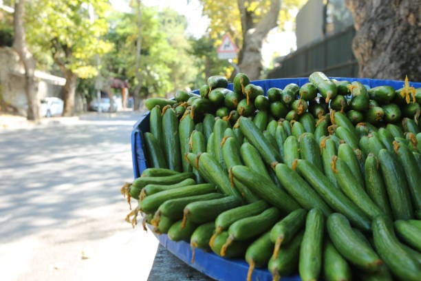 تصویر 3 از خیار بوته ای همدان ارگانیک محلی